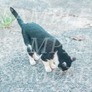 【sample】test068-001